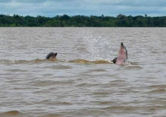 A&T Amazon Backpacker'S Bed & Breakfast Iquitos Dış mekan fotoğraf